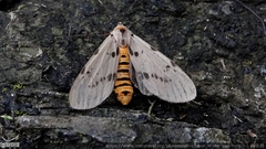 Amsactoides solitaria