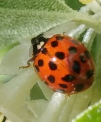 Harmonia axyridis