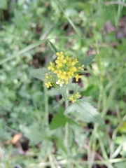 Sisymbrium officinale