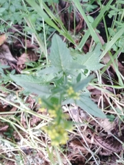 Sisymbrium officinale