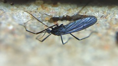 Eugnophomyia