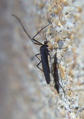 Eugnophomyia