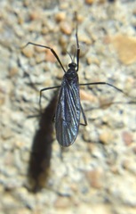 Eugnophomyia