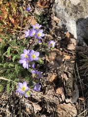 Polemonium pulcherrimum