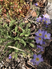 Polemonium pulcherrimum
