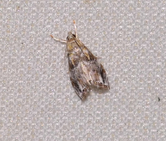 Glaphyria basiflavalis