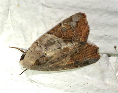 Gonodes liquida