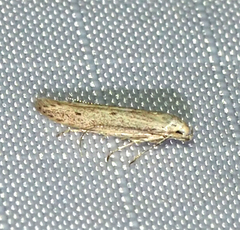 Haplochrois bipunctella