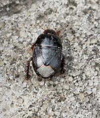 Microporus nigrita