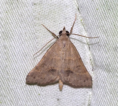 Hemeroplanis historialis