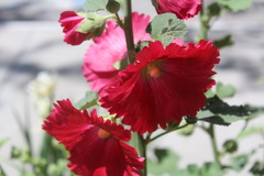 Alcea rosea