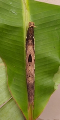 Caligo idomeneus