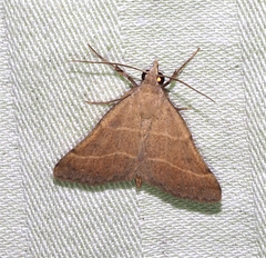Hemeroplanis rectalis