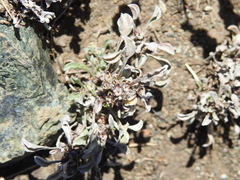 Hesperevax sparsiflora