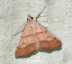 Hemeroplanis reversalis