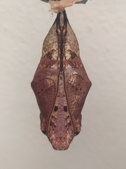 Caligo idomeneus