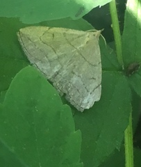 Zanclognatha pedipilalis