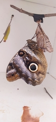 Caligo idomeneus