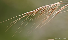 Bromus tectorum