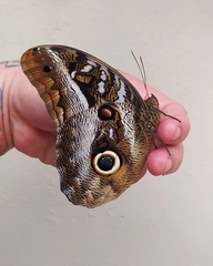 Caligo idomeneus