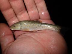 Campostoma spadiceum