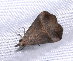 Hypena degesalis