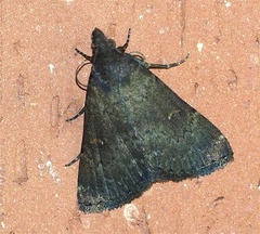 Hypenula cacuminalis