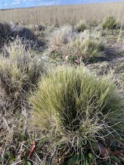Calamagrostis curvula