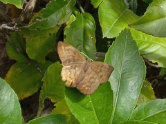 Achlyodes
