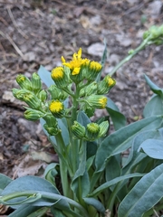 Senecio atratus