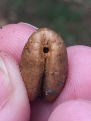 Coccotrypes dactyliperda