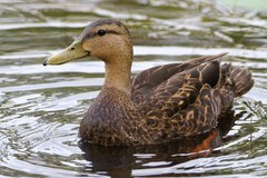 Mottled Duck photo 3