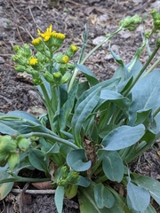 Senecio atratus