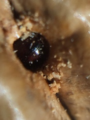 Coccotrypes dactyliperda