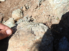 Hesperolinon micranthum