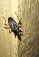 Froeschneria piligera