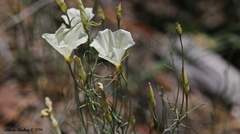 Calystegia longipes