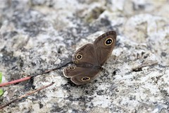 Ypthima multistriata