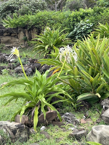 Crinum asiaticum iNat (3)