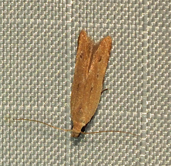 Mesophleps adustipennis