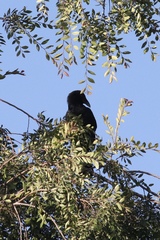 Corvus corax