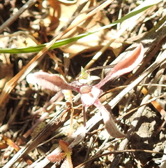 Hesperevax sparsiflora