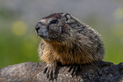 Marmota flaviventris