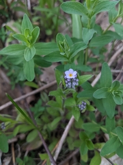 Myosotis sylvatica