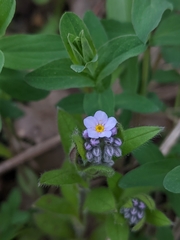 Myosotis sylvatica