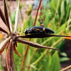 Acmaeodera stictipennis