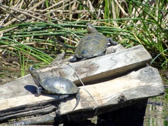 Emys orbicularis galloitalica