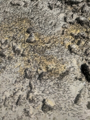 Ephydra cinerea