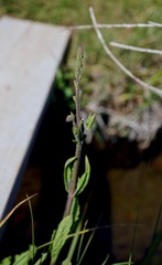 Verbena californica