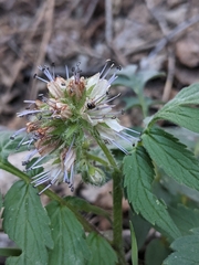 Hydrophyllum fendleri